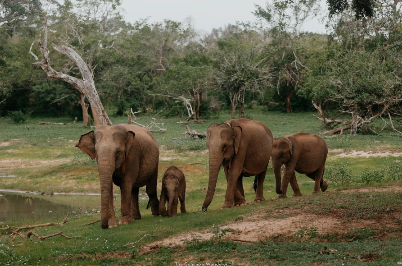 CEYLON COAST TO WILD